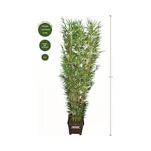 Yapay Çiçek Deposu Yapay Bambu Ağacı 10 Gövde 180 Cm