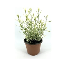 Alacalı Lavanta Fidanı 10-20 Cm