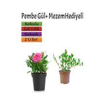 Kokulu Pembe Gül Fidanı 15-25 Cm Mezem Hediyeli Dış Mekan Bitkisi