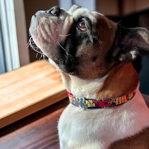 Köpek Boyun Tasması Geri Dönüştürülmüş, Ayarlanabilir, Emniyet Tokalı Küçük Ve Büyük Irklar İçin Tüy Toplamaz, Yıkanabilir, Airtag & İsimlik Uyumlu, Laci Large Çok Renkli