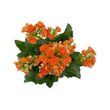 Kalanchoe Kalanşo Turuncu 10-20 Cm