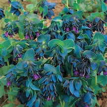 Mor Çiçekli Mücevher Çalısı Tohumu