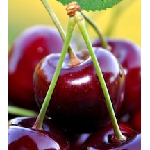 3 Yaş Napolyon Kiraz Fidanı