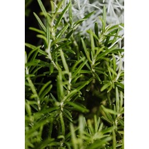 Tüplü Biberiye Rosmarinus Officinalis Fidanı - Bahçeniz İçin Ar