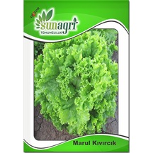 Kıvırcık Marul Tohumu