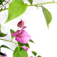 Begonvil Çiçeği Bitkisi Pembe 110 Cm