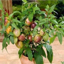 Kavun Aromalı Pepino Fidanı 10-20 Cm