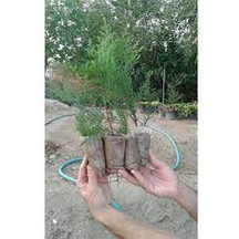 Videolu Hoş Kokulu 20 Adet Leylandi Fidanı 15-25cm Tüplü Leyland Sapling