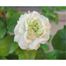 Katmerli Ful Yasemin Kokulu 60 Cm