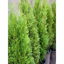 Videolu Leylandi Çam Fidanı 1 Adet Saksılı/ Tüplü 40-60 Cm Bahçe Bitkisi Cupressocyparis Leylandii