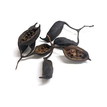 Kurrajong Pods 6 Adet Doğal Biyotop Dekoru