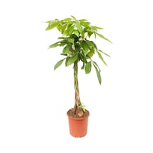 pachira para çiçeği örgülü 90-110cm