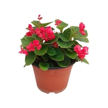 Begonia Begonya Çiçeği Fidanı Fuşya 10-20 Cm