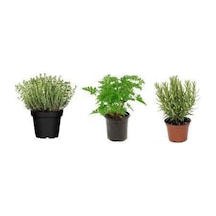 Aromatik Bitki Seti Kekik Itır Biberiye 3 Lü Set