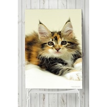 Kedi Hayvan Posteri 5