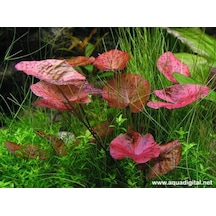 Nymphaea lotus (zenkeri) 5 Ad