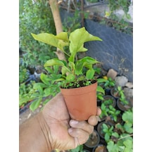 Saksıda Mor Begonvil Fidanı 10cm