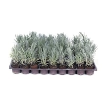 Lavanta Bitkisi Fidesi 10 Adet Viyol'de - Lavandula