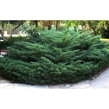 5 Adet Saksıda Yayılıcı Ardıç Fidanı Boy 40-50 Cm