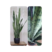 Paşa Kılıcı Peygamber Kılıcı, Paşa Kılıcı Sansevieria 30-40 Cm