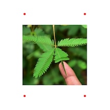 Merak Uyandıran Küstüm Çiçeği Tohumu