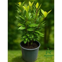 Kokulu Defne Fidanı Aromatik Defne Ağacı Bitkisi Laurus Nobilis 45-60 Cm