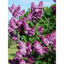 Videolu Mis Kokulu Mor Leylak Ağacı Fidanı Tüplü/saksılı 65-90 Cm Bahçe Bitkisi Lilac Tree