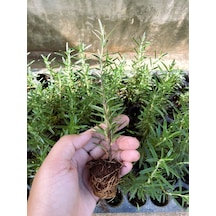 Biberiye Fidanı Mini Aromtik Bitki Fidesi 5-15cm 5.5 Saksıda