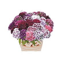 Hüsnü Yusuf Tohumu 30 Adet Dianthus Barbatus Mix N11434