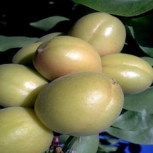 Tüplü Bol Verimli Leziz Şekerpare Kayısı Fidanı