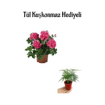 Hediyelik Pembe Sakız Sardunya Fidanı Anneler Gününe Özel Tül Kuşkonmaz
