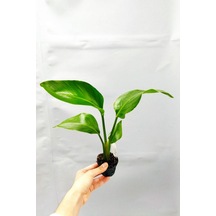 Çok Avantajlı Strelitzia 'starliçe' - Beyaz Cennet Kuşu Çiçeği -ıç Mekan Bitkisi - 35 Cm