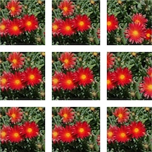 10'lu Kırmıı Buz Çiçeği Fidesi 5-15 Cm Tüplü Çiçekli Bodur Bitkiler Mesembryanthemum