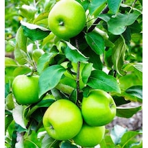 6 Yaş Granny Smith Elma Fidanı