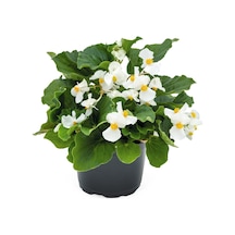 Begonya Begonia Beyaz Renk 30 Adet