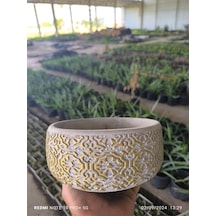 Dantel Desenli Bonsai Aranjman Ve Orkide Saksısı No 1
