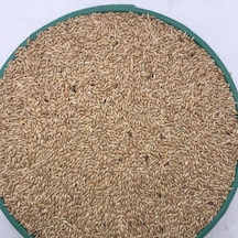 Vivid Kanarya Kuş Yemi Sade Aspur 5 KG