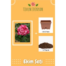 Iki Renk Sakız Sardunya Çiçek Tohumu Ekim Seti