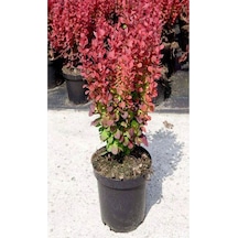 Berbetis Fidanı 40 60 Cm 1 Adet Saksılı/ Tüplü Dış Mekan Bitkisi Berberis