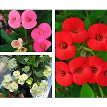Videolu 3 Adet Mini Dikenler Tacı Çiçeği Sarı/kırmızı/pembe 5-15 Cm Saksılı Çiçekli Euphorbia Milii