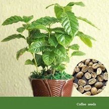 Kahve Ağacı Tohumu Çiçek Tohumu 5 Tohum + Saksı + Toprak +