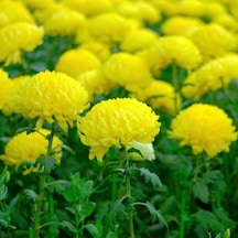 Soğuklara Dayanıklı Pompon Sarı Renkli Aster Çiçeği Tohumu 50 To