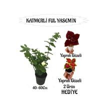 Mis Kokulu Katmerli Ful Yasemin 1 Adet Yaprak Güzeli Çiçeği Hediyeli
