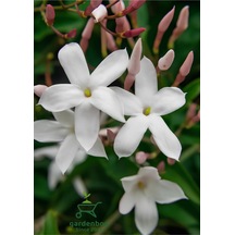 Kokulu Klasik Yasemin Çiçeği 1 Adet Saksılı 30-60cm Jasminum