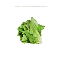 Diğer Çiçek & Bitki Yedikule Marul Tohumu 10 Gr