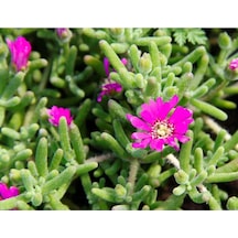 Videolu 1 Adet Pembe Acem Halısı Çiçeği 5-15 Cm Tüplü Çiçekli Bodur Drosanthemum Floribundum