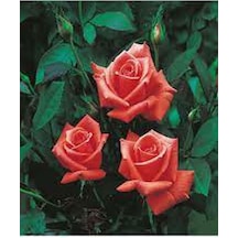 1 Adet Narçiçeği Yediveren Kokulu Gül Fidanı Saksılı 50-80cm Pomegranate Blossom Rose