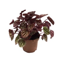 Peperomia Caperata 'Metallic Ripple' (Zümrüt Dalgası Çiçeği) Ø12 CM Y15-20 CM