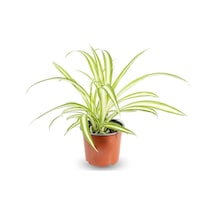 Çok Avantajlı Kurdele Çiçeği Chlorophytum Comosum Variegatum