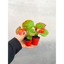 Videolu Karışık Renk Mini Şeker Begonya 5 15 Cm 2 Adet Saksılı Bodur Bitki Begonia Semperflorens